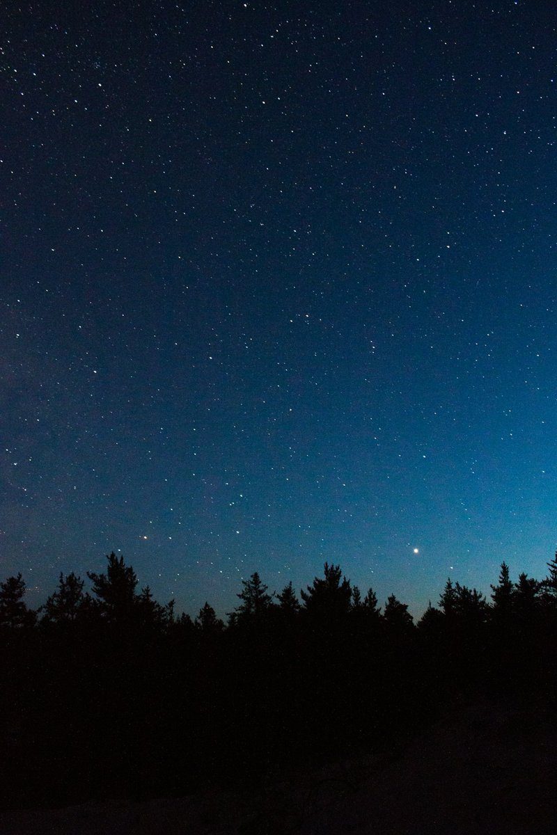 Sternenhimmel über dunklen Baumwipfeln
